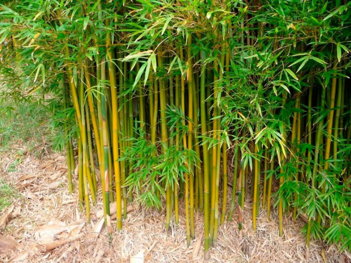De bambú
