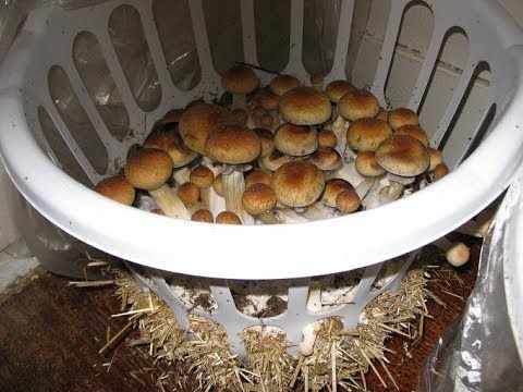 Features of growing porcini mushrooms