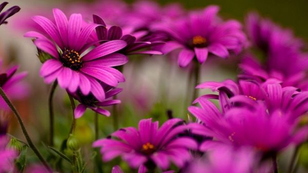 what flowers to plant before winter
