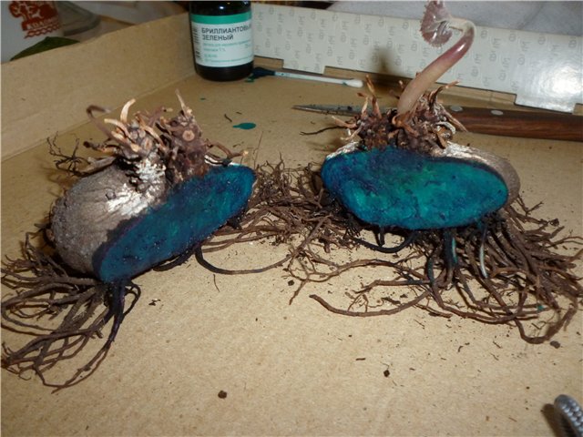 Cut and processed cyclamen tuber