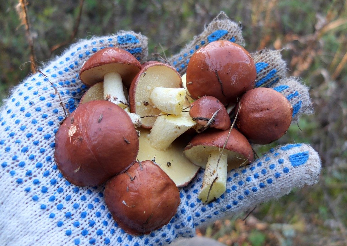 Gloved mushroom picking