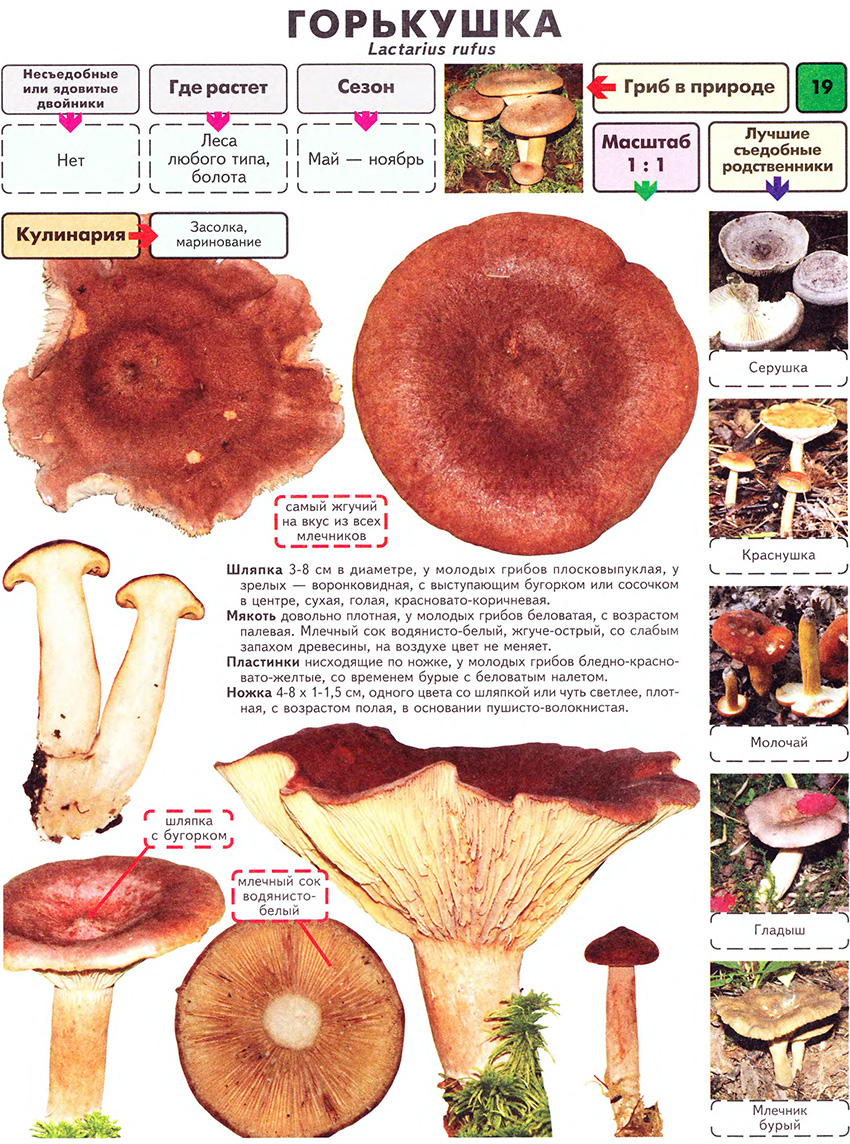 Description du champignon