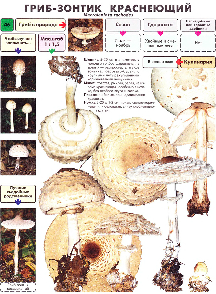 Description du champignon