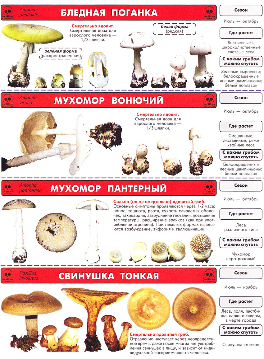 Poisonous agaric mushrooms