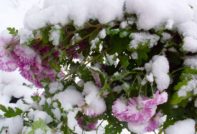 chrysanthèmes pour l'hiver