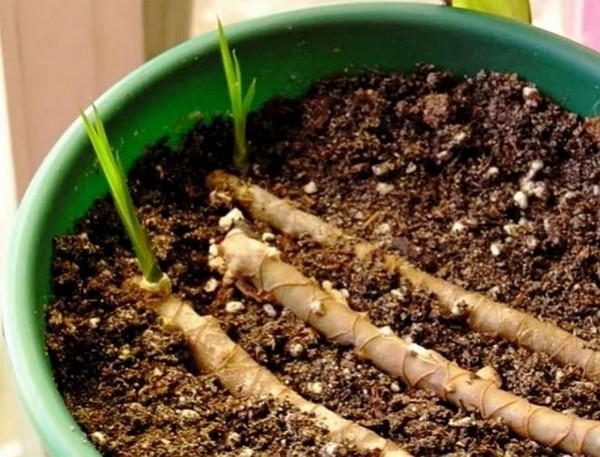 Voortplanting van yucca door stekken