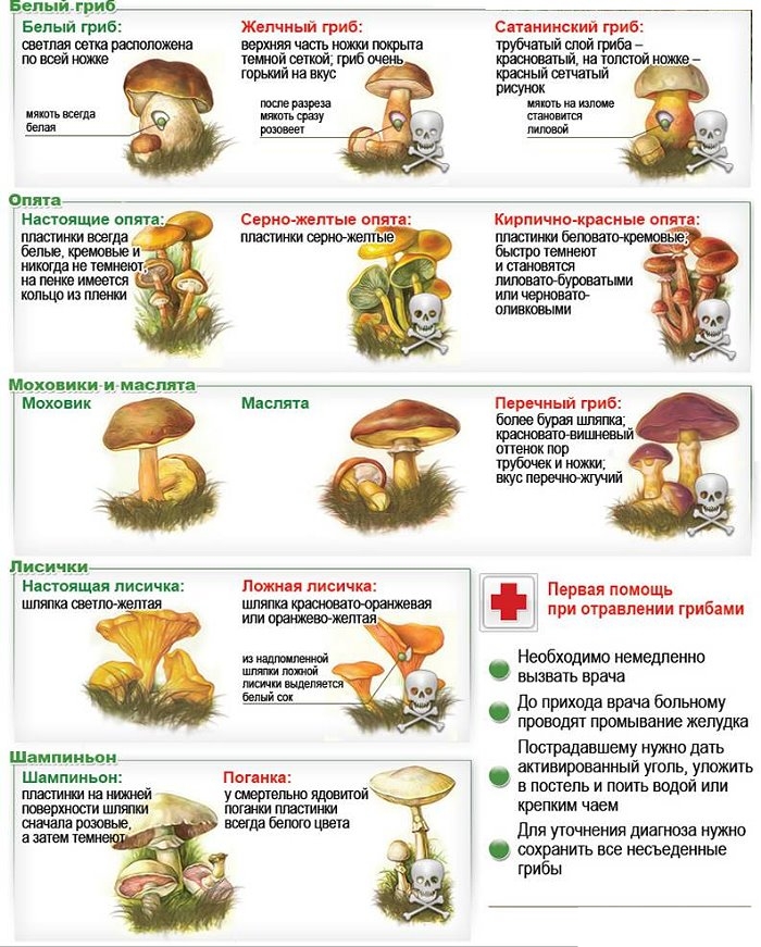 Jedlé a jedovaté houby