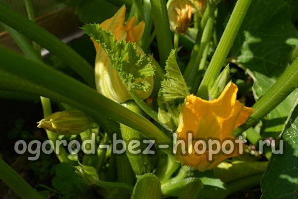 zucchini blommor