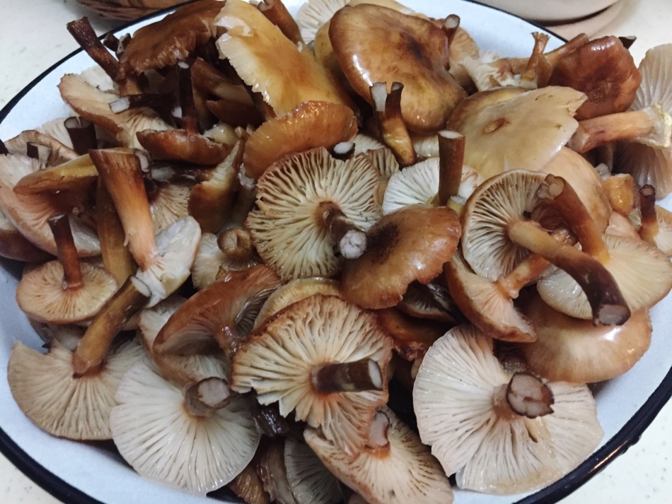 Mushroom processing