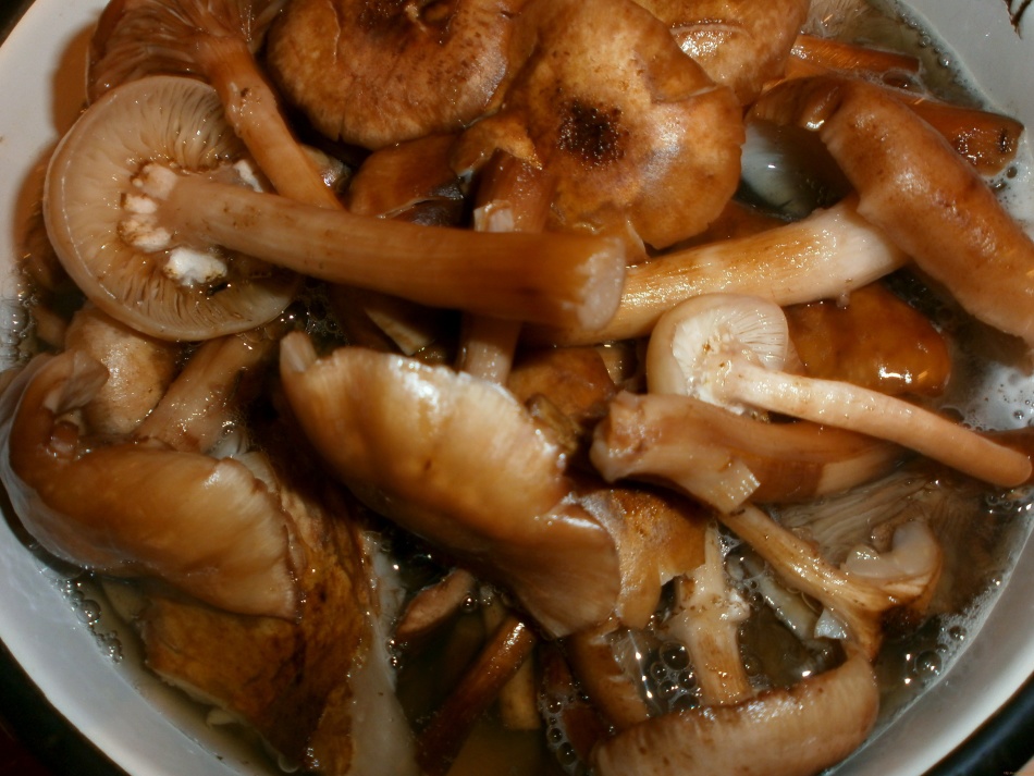Cooking honey mushrooms