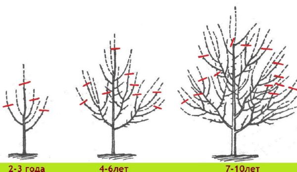 كيف تقليم الأشجار