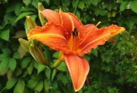 Daylily in the fall