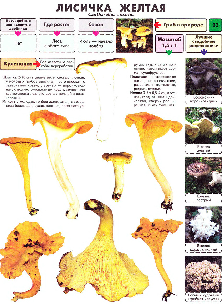 Mushroom description
