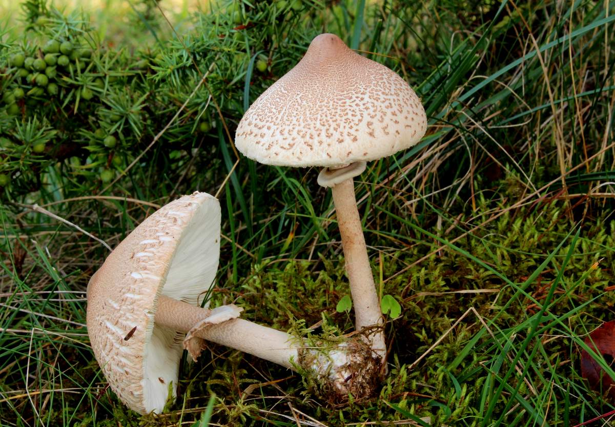 Mushroom Umbrella Mushroom