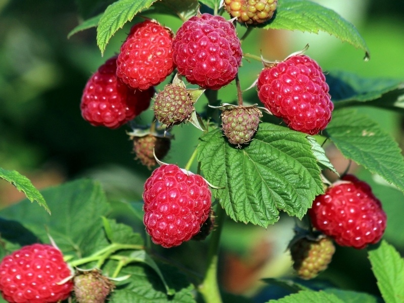 planting remontant raspberries