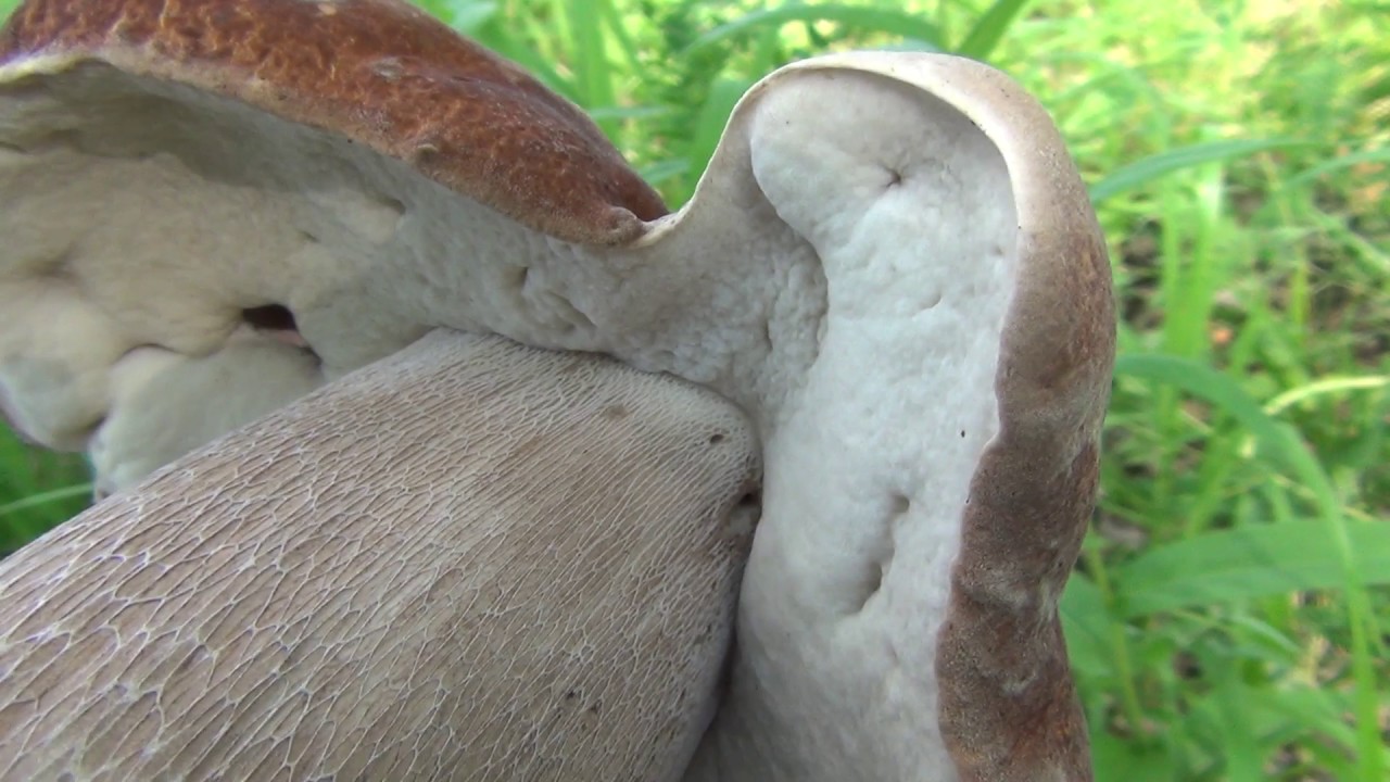 Bílý houba klobouk