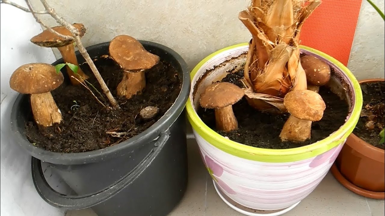 Potted mushrooms