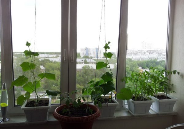 winter cucumbers on the windowsill