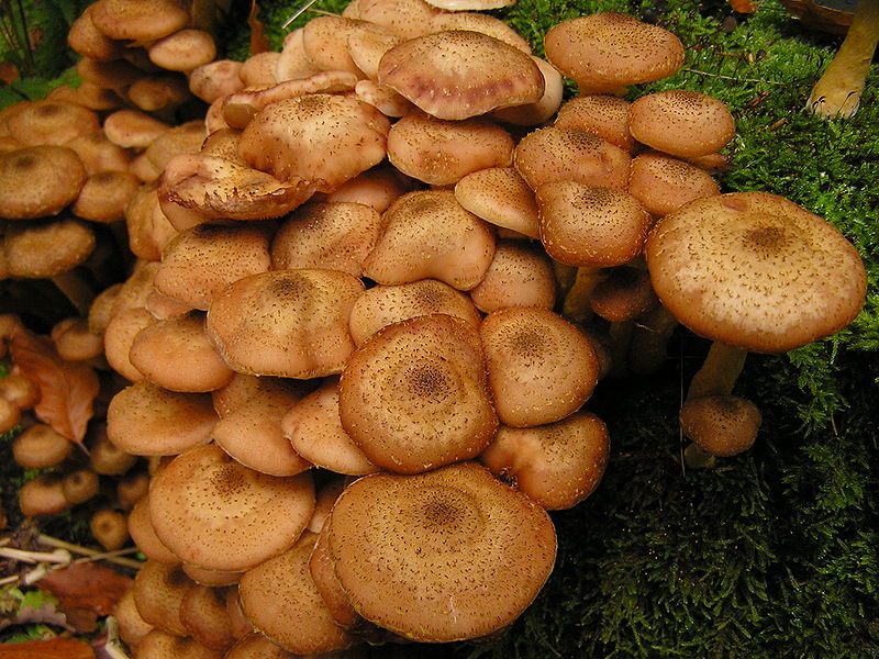 Jedlé houby