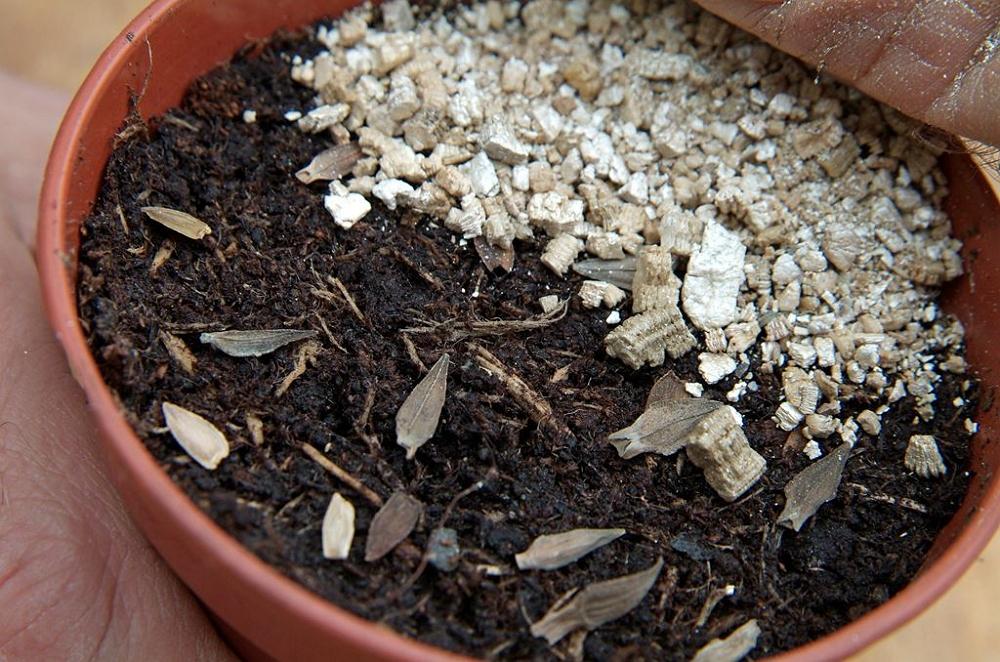 Utilizarea vermiculitei ca mulci