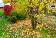 trädgårdsarbete på hösten