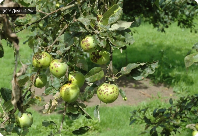 scab on the apple tree