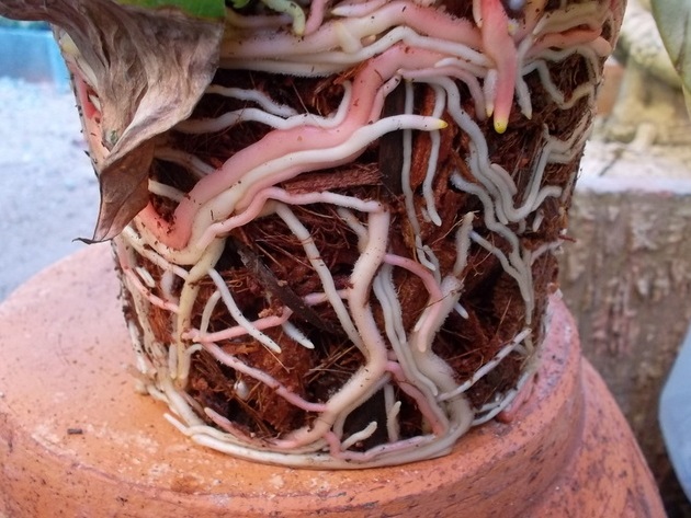 Flower root system