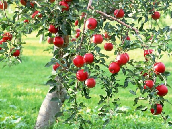 pregătirea pomilor fructiferi pentru iarnă