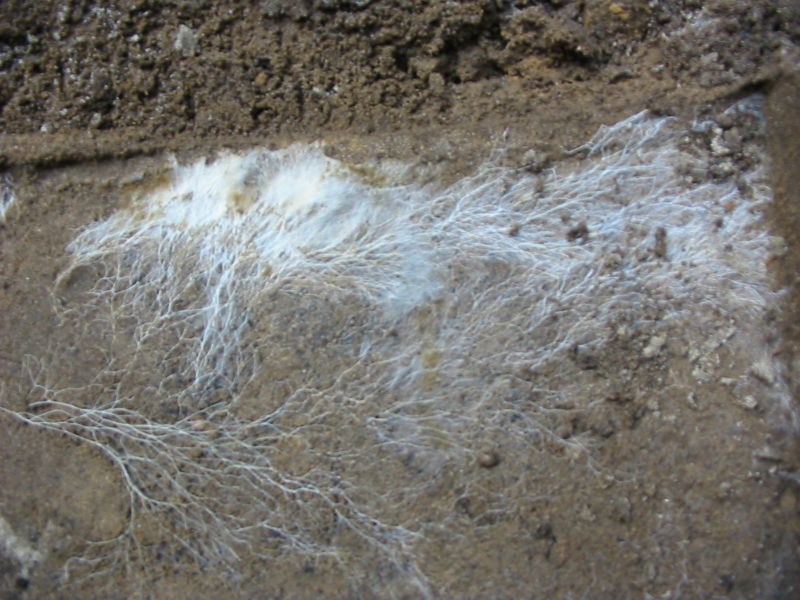The appearance of mycelium