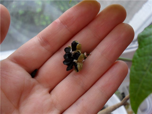 Семена от зефиранти