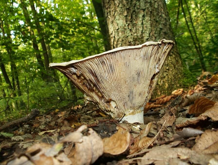 Mushroom Growth Places