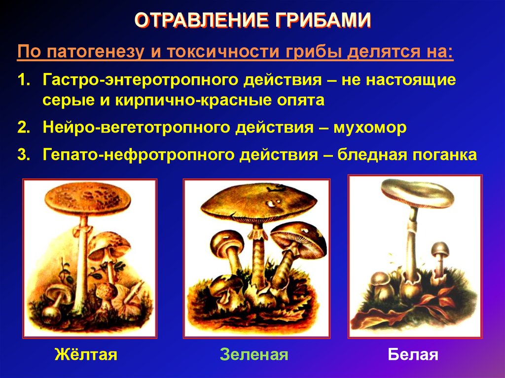 Types d'intoxication aux champignons