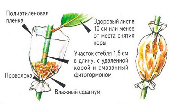Croton bewortelingsschema door luchtlagen