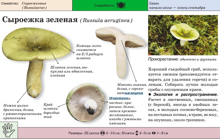 Russula grön