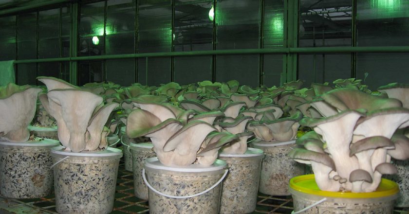 Pěstování hub ústřice