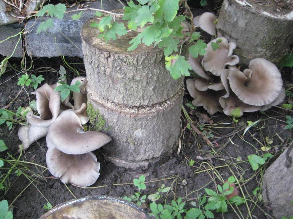 Growing oyster mushrooms on stumps