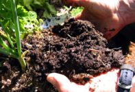 liečiť pôdu na jeseň pred jarnou výsadbou