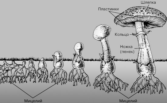 La croissance des champignons