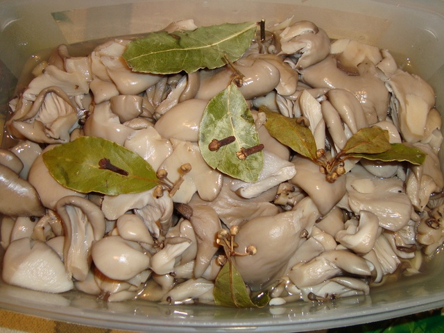Funghi ostrica in salamoia