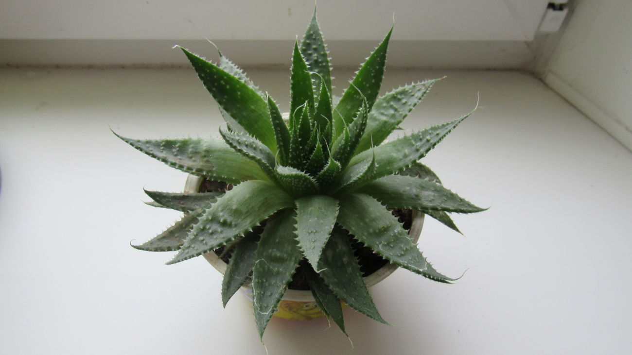 Aloe spinous