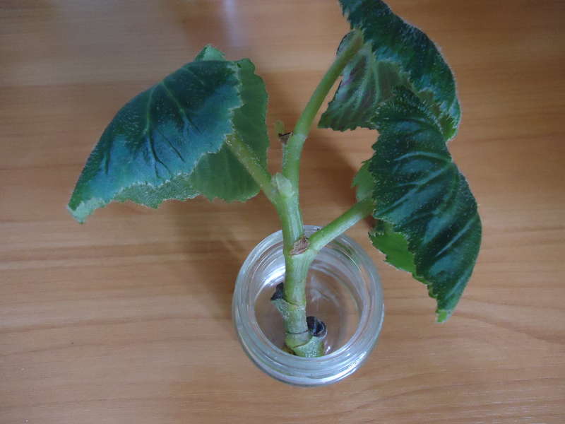 Begonia Shank