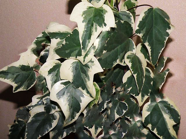 Canarische Ivy