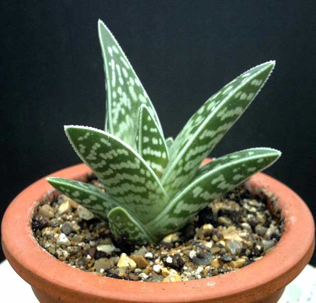 Aloe brokig