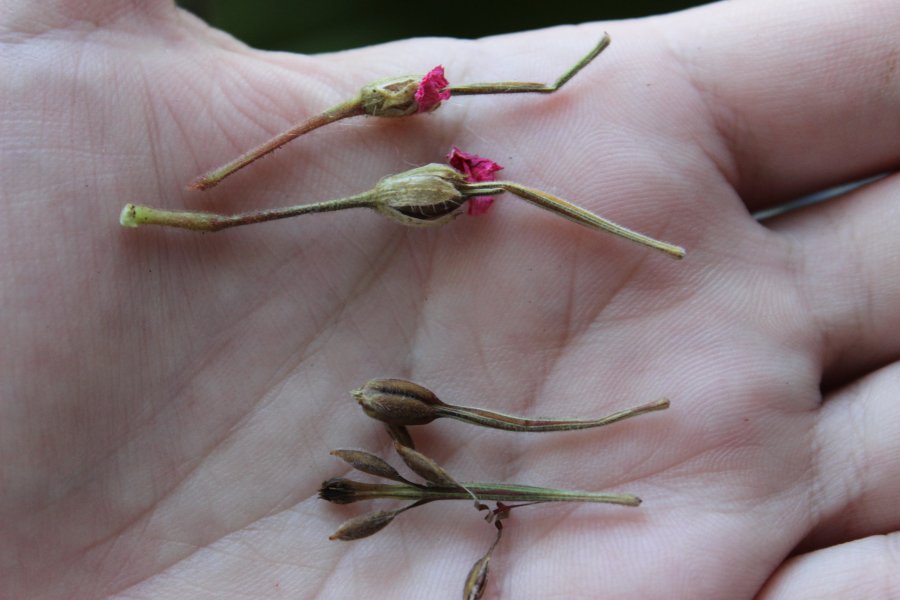 Geranium frön
