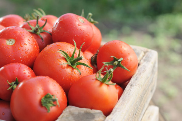 Най-добрите сортове домати: рецензии за 2019 година