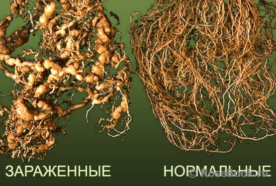 Root nematode