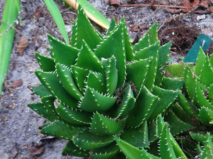 Aloe cap berbentuk
