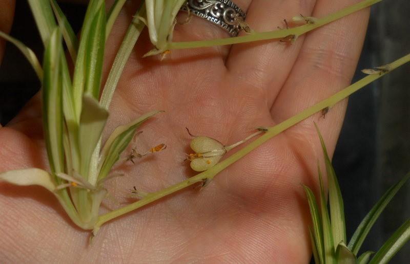 Chlorophytum Seeds