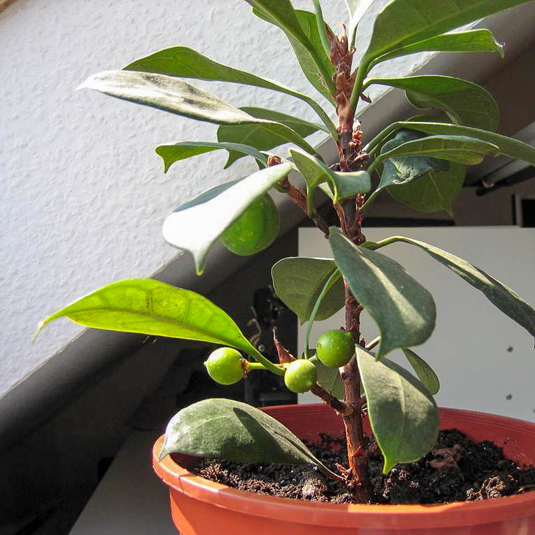 Ficus goblet