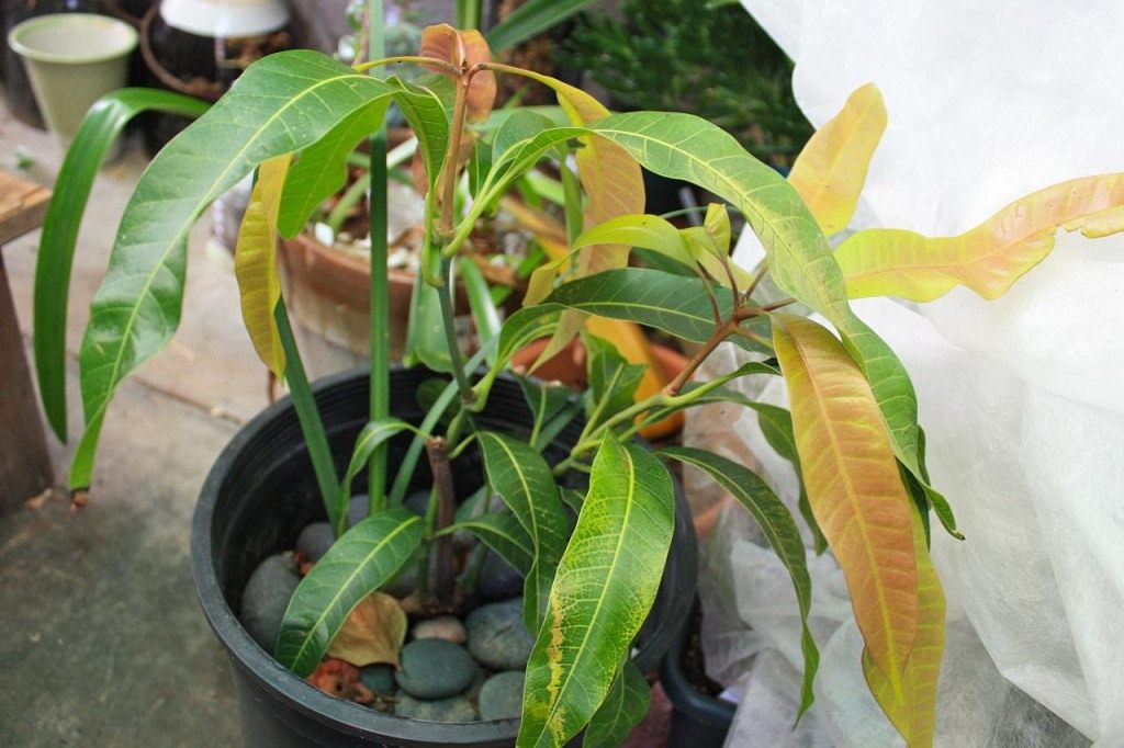 Arborele de mango